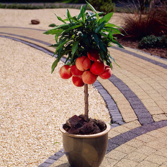  Bonanza Patio Peach