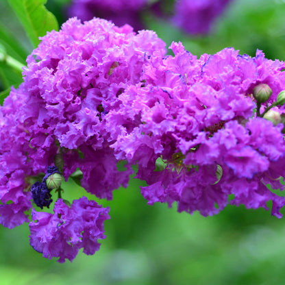  Catawba Crapemyrtle