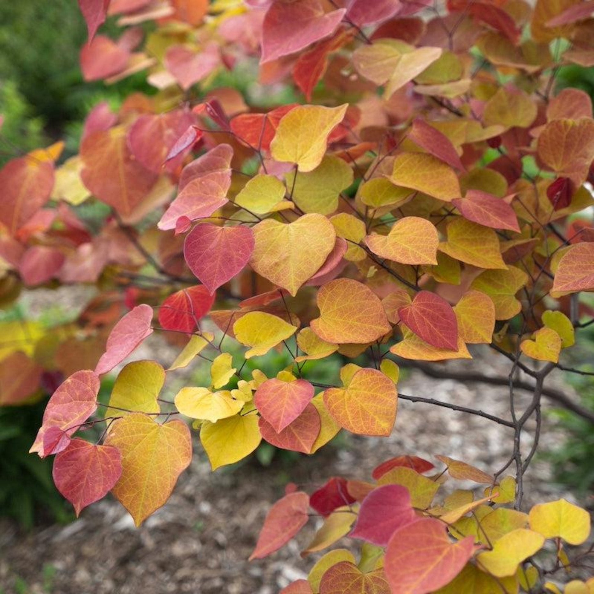  Flame Thrower® Redbud Tree