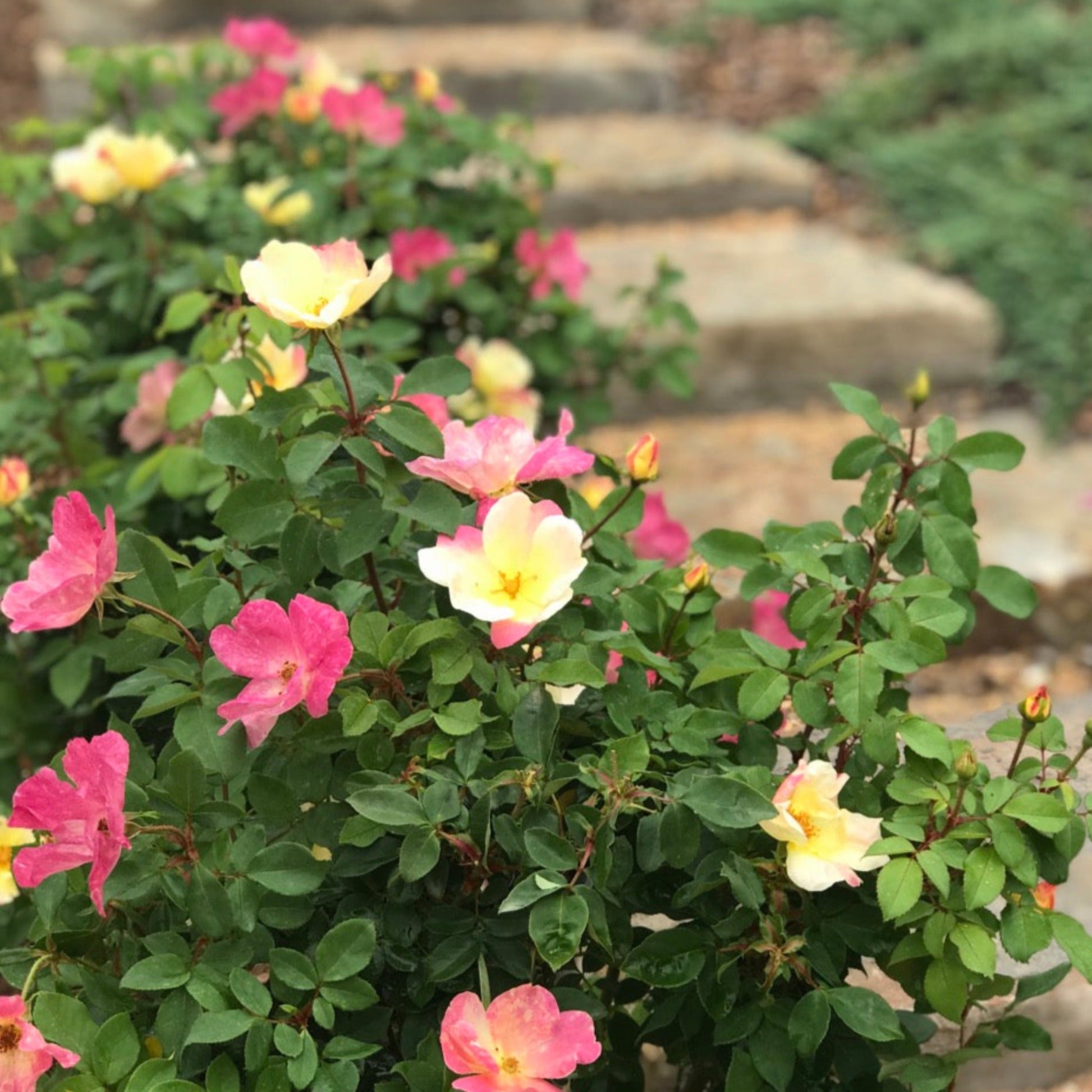  The Champion™ Sunblush Rose