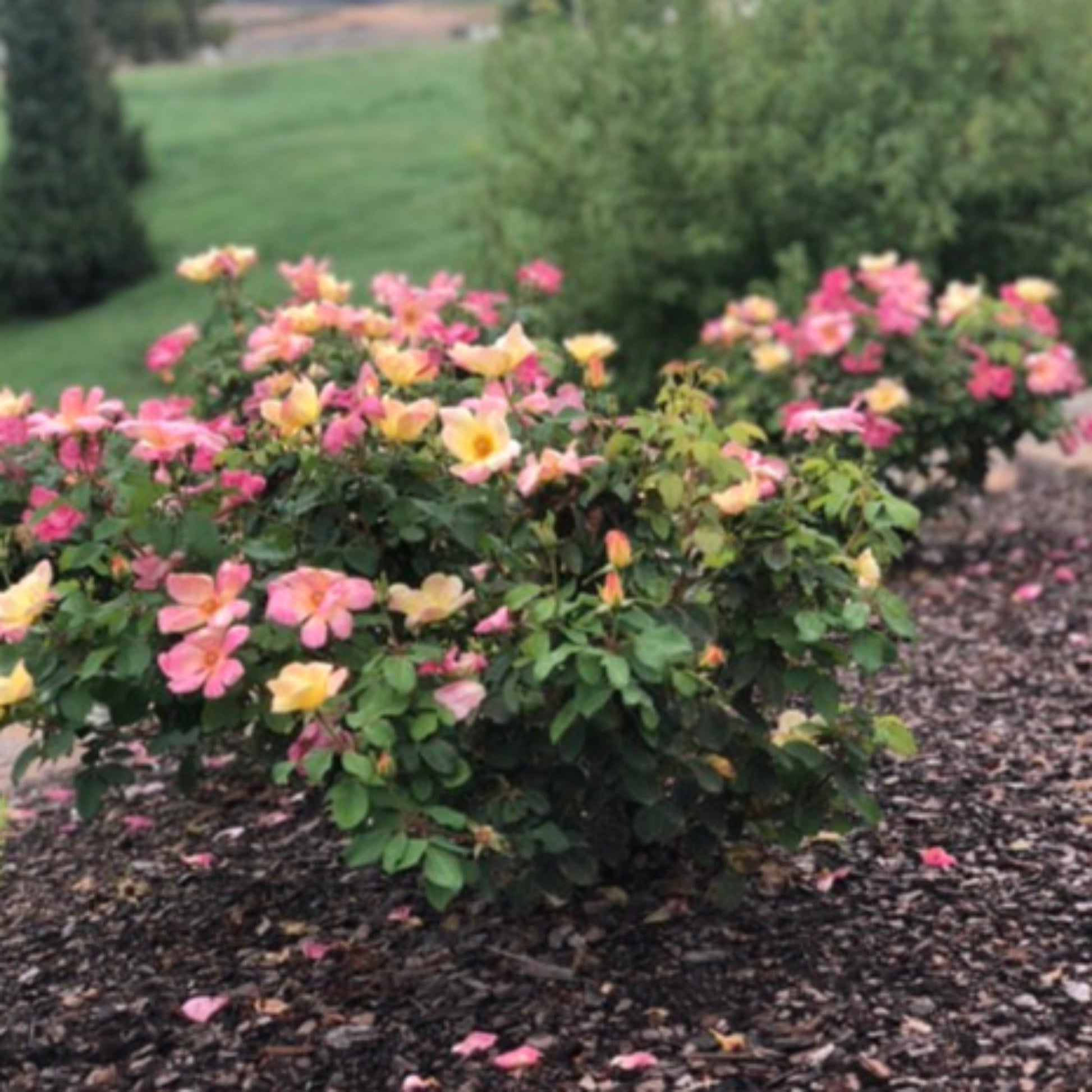  The Champion™ Sunblush Rose