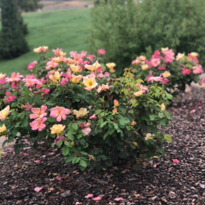  The Champion™ Sunblush Rose