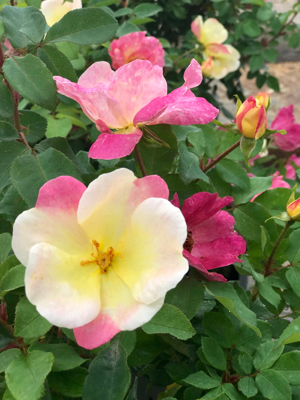  The Champion™ Sunblush Rose