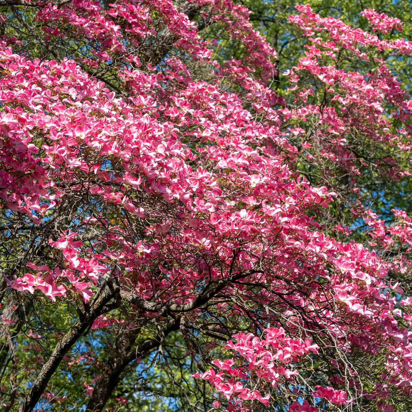  Cherokee Chief Pink Dogwood