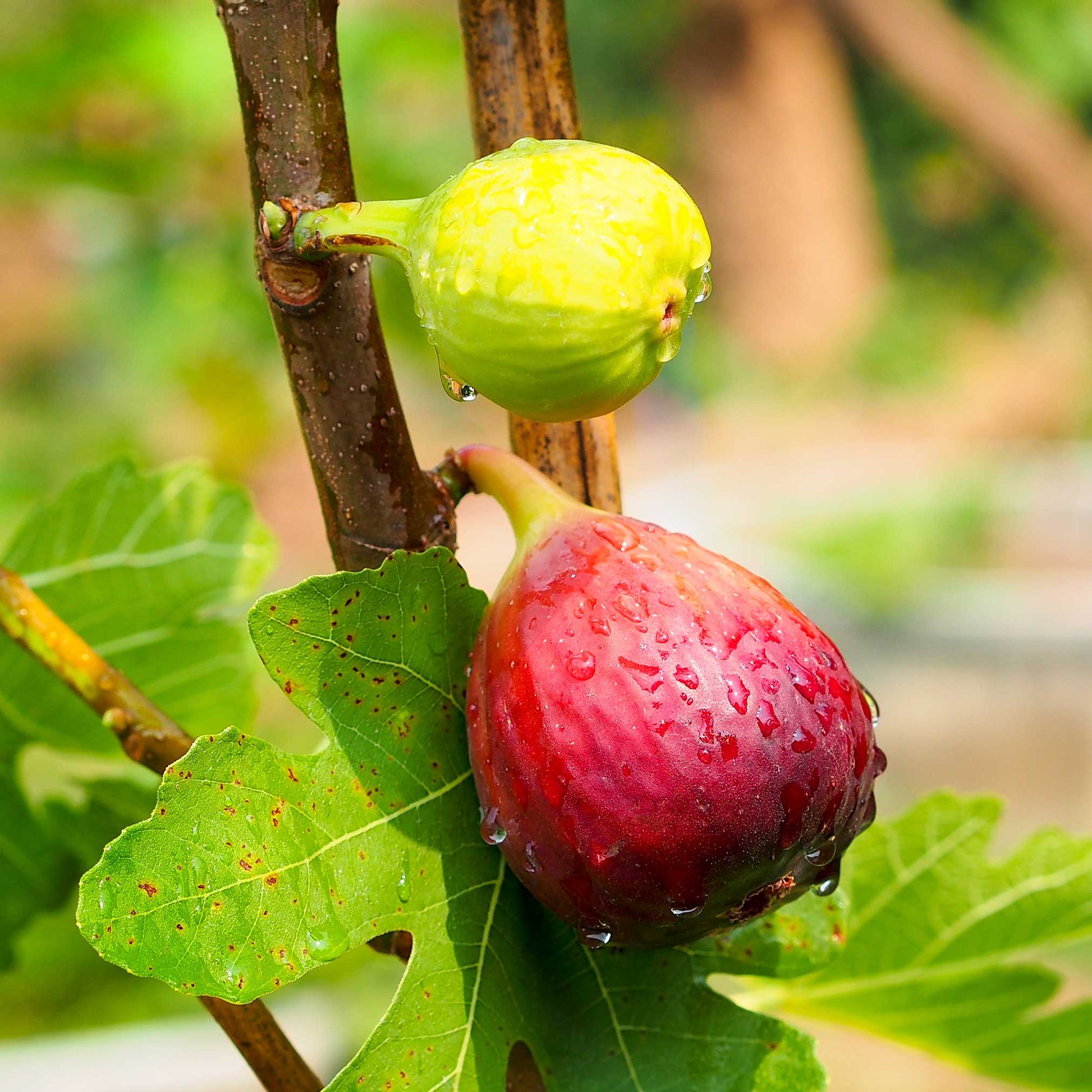  Chicago Hardy Fig Tree