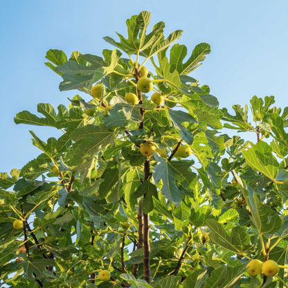  Chicago Hardy Fig Tree