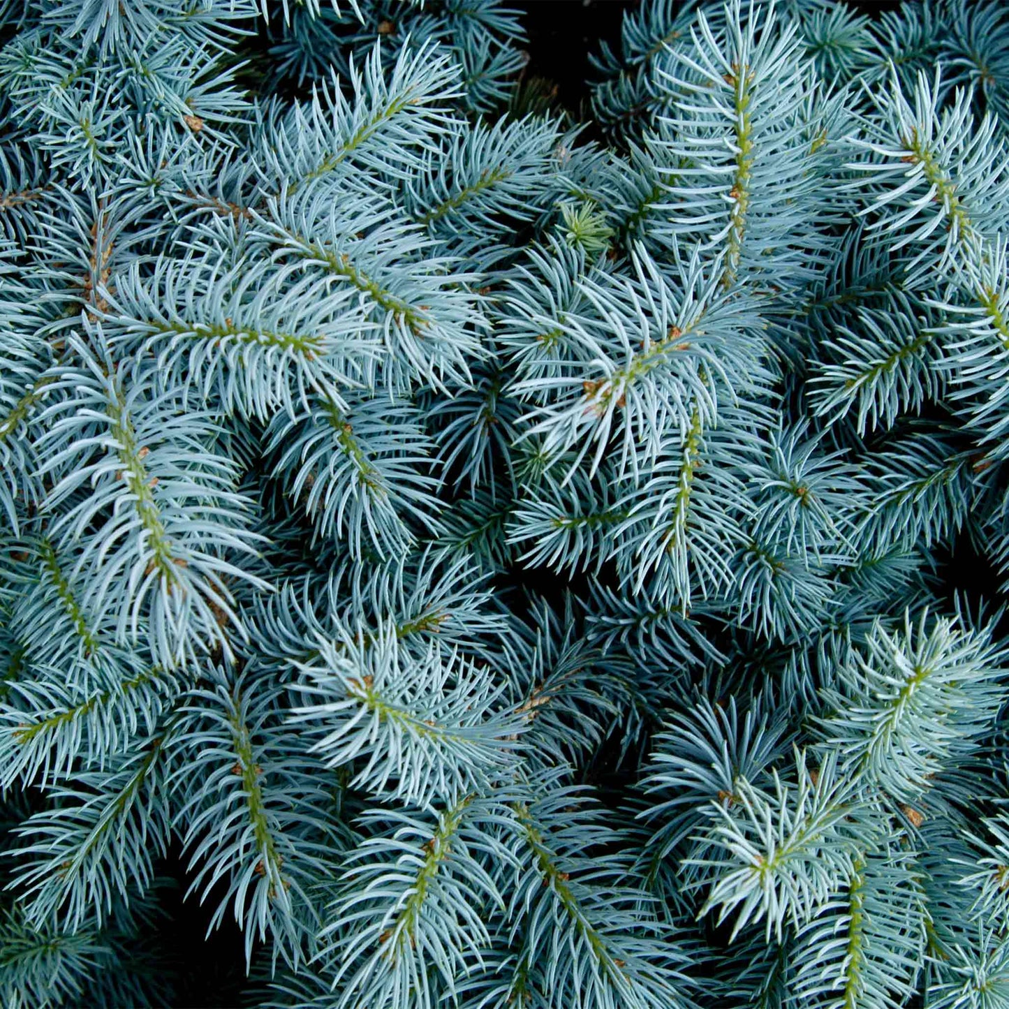  Colorado Blue Spruce