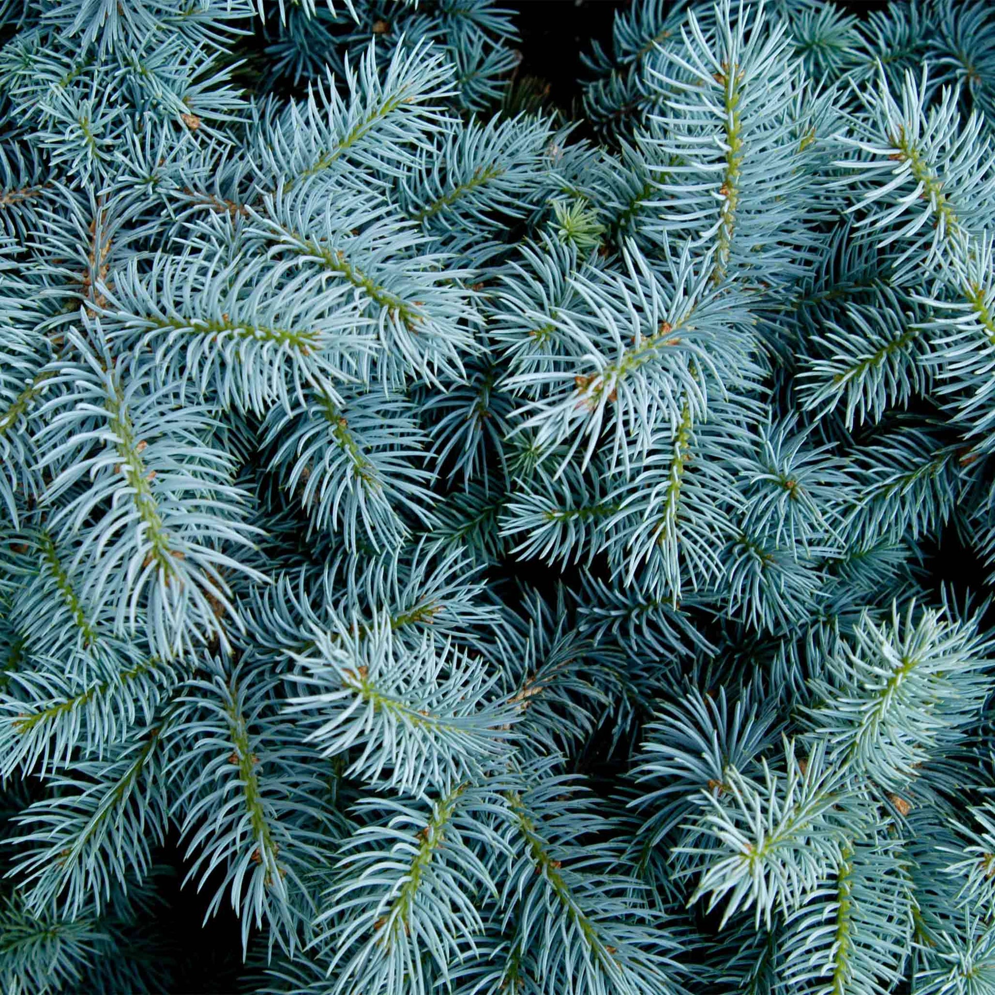  Colorado Blue Spruce