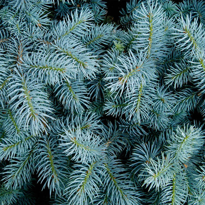  Colorado Blue Spruce