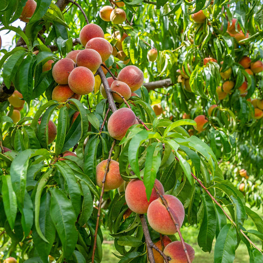  Contender Peach