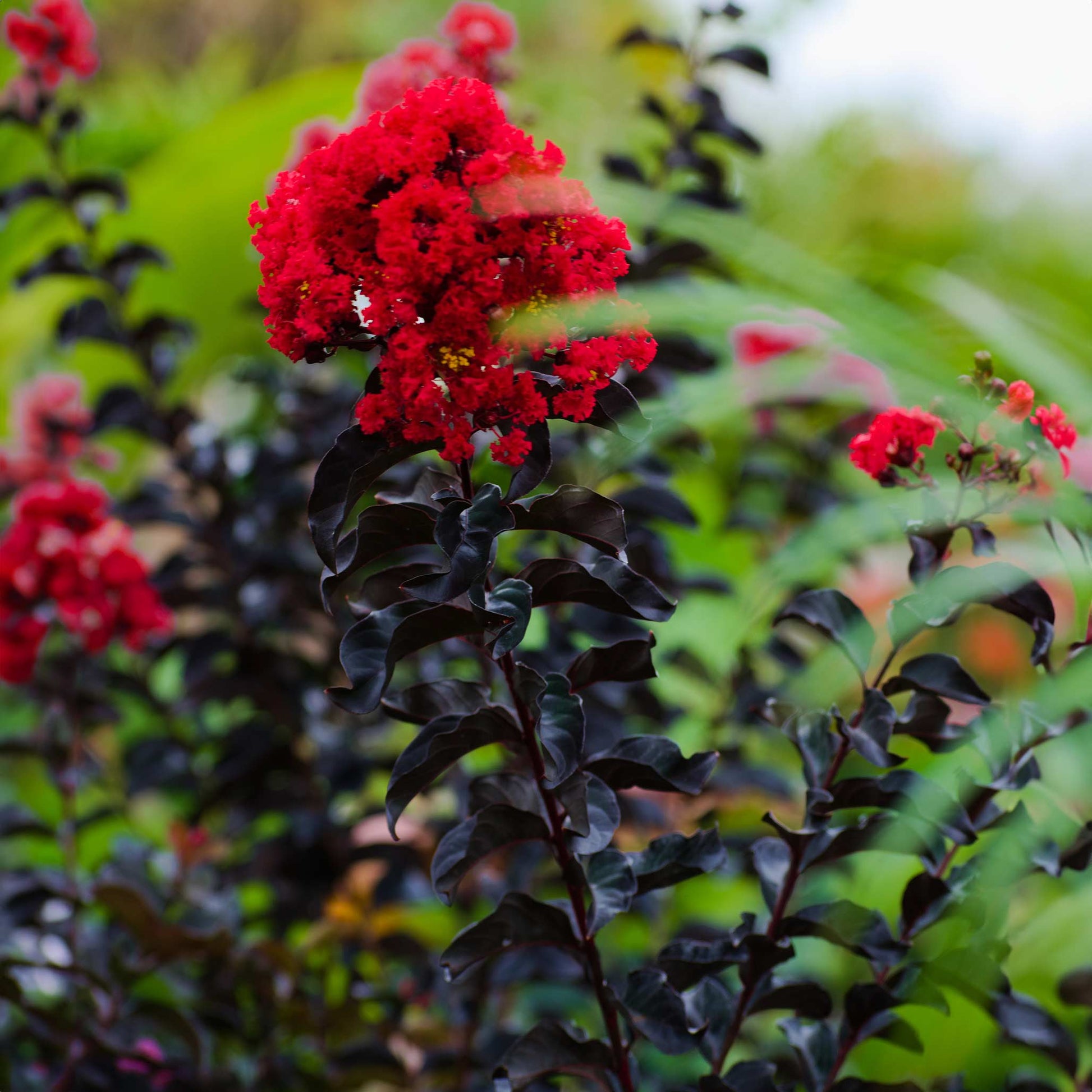  Thunderstruck™ Rumblin' Red™ Crapemyrtle