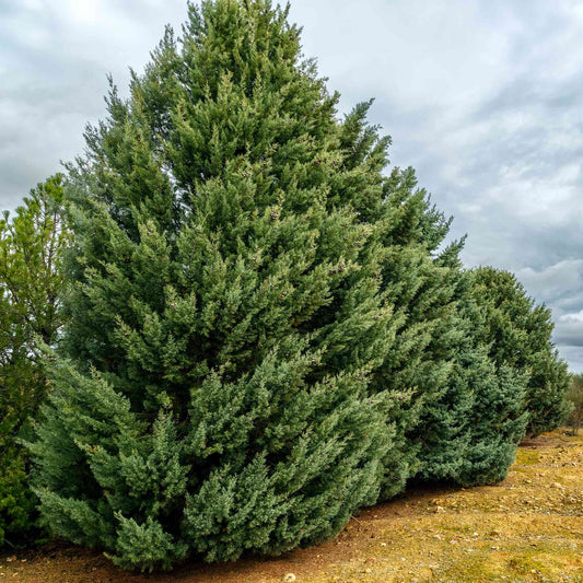  Arizona Cypress - Carolina Sapphire