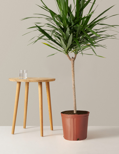  Large Dracaena Tarzan