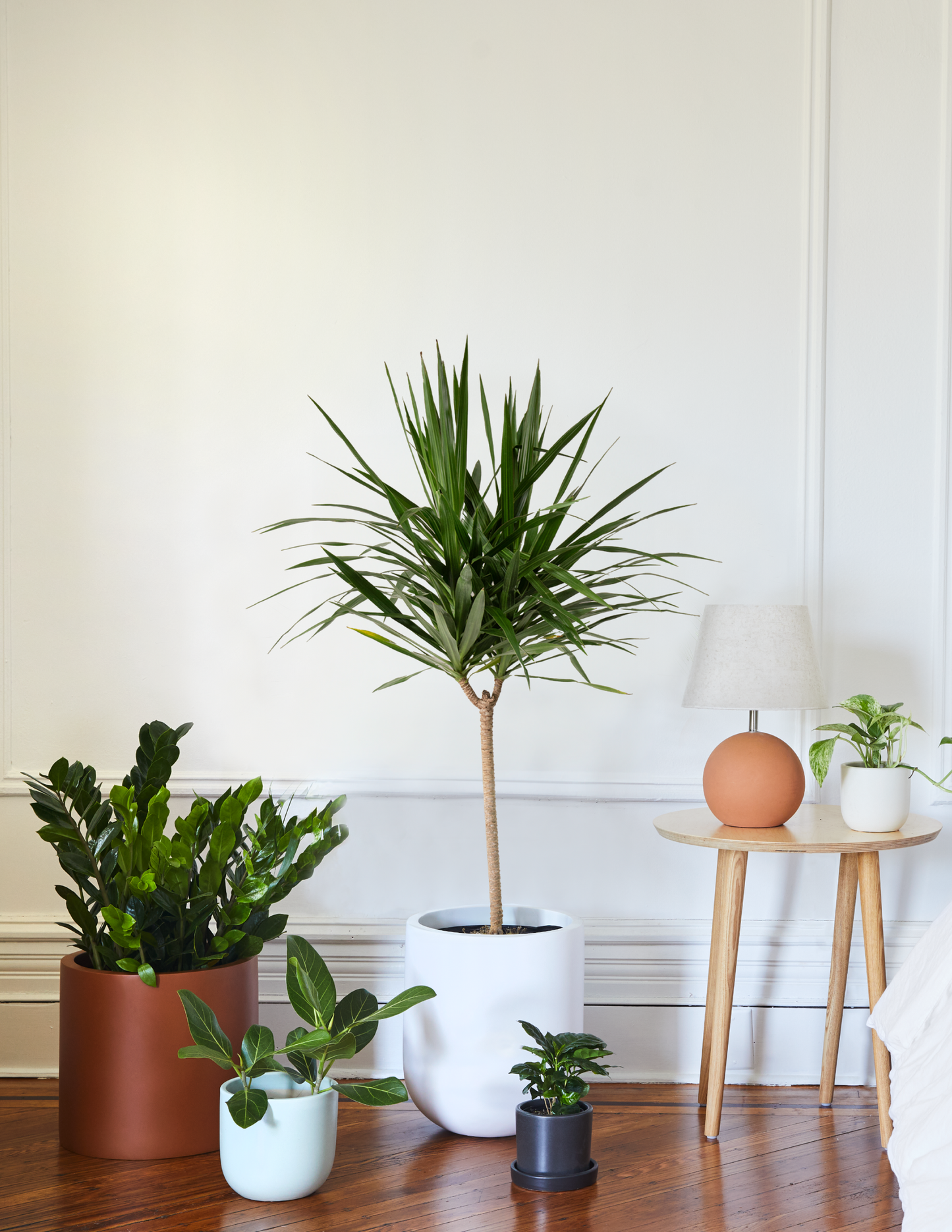  Large Dracaena Tarzan