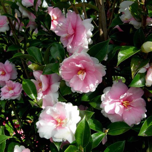  Dream Weaver Camellia