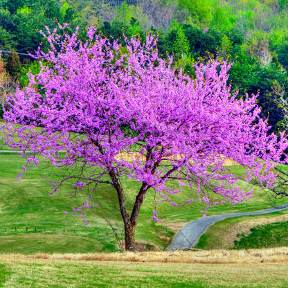  Eastern Redbud