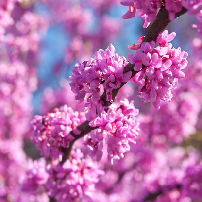  Eastern Redbud