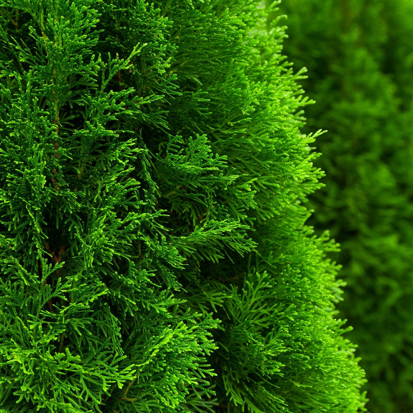  Emerald Green Arborvitae