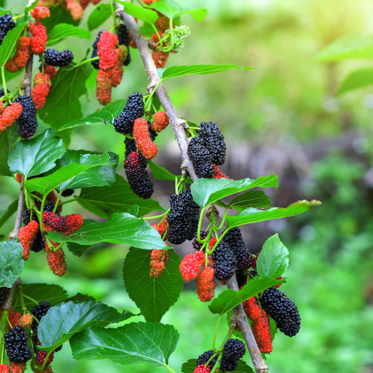  Everbearing Mulberry Tree