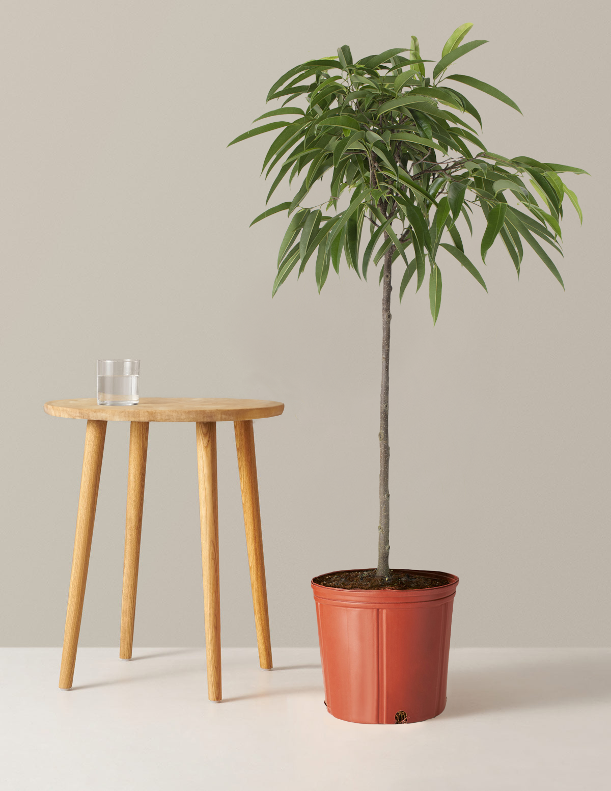  Large Ficus Alii