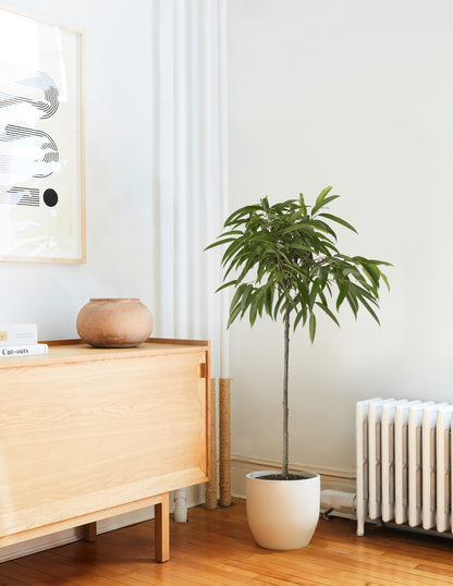  Large Ficus Alii