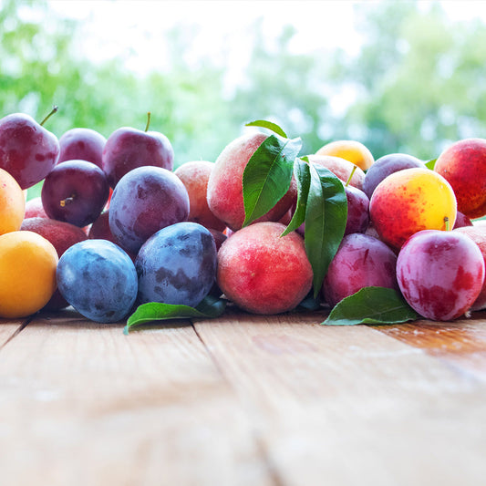  Fruit Cocktail Tree