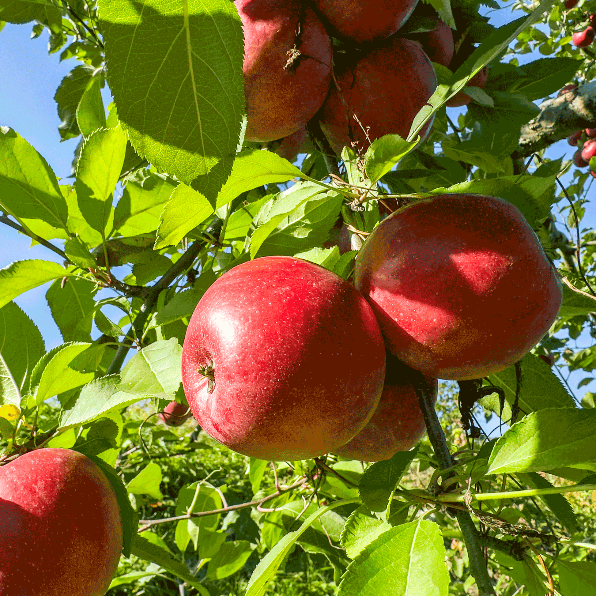  Fuji Apple Tree