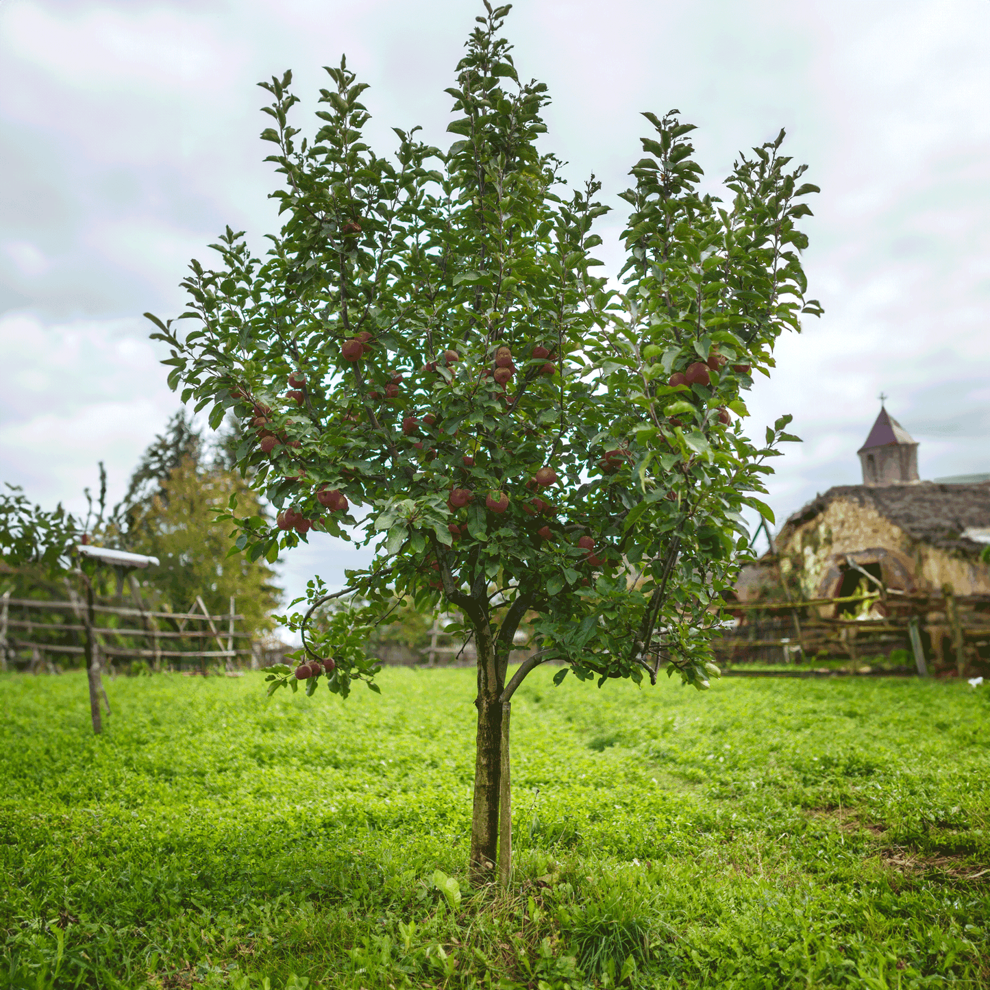  Fuji Apple Tree