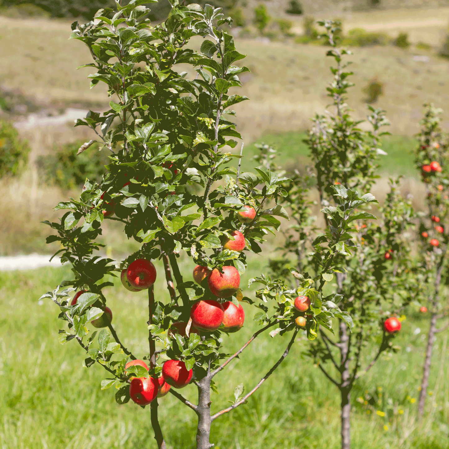  Apple Orchard
