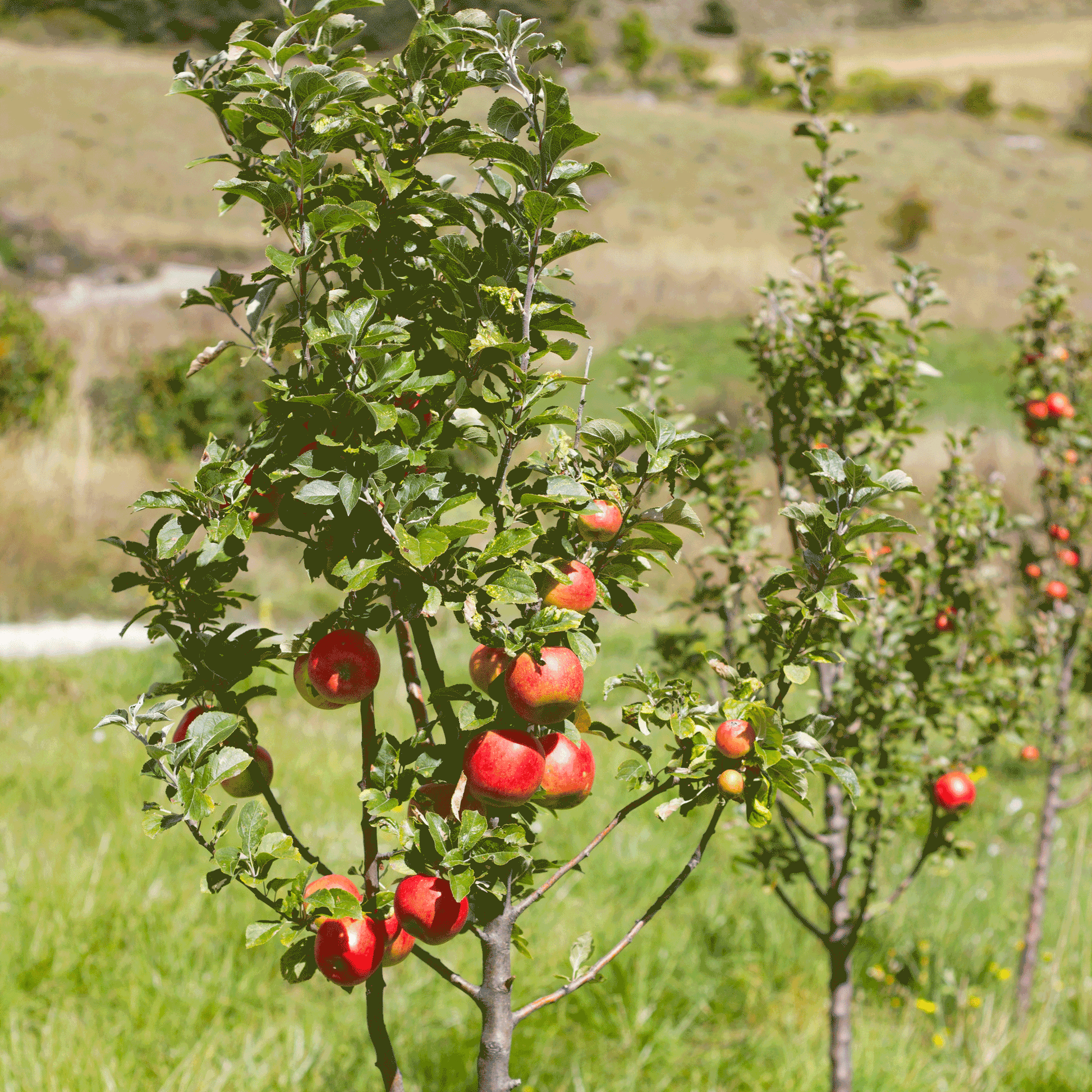  Apple Orchard