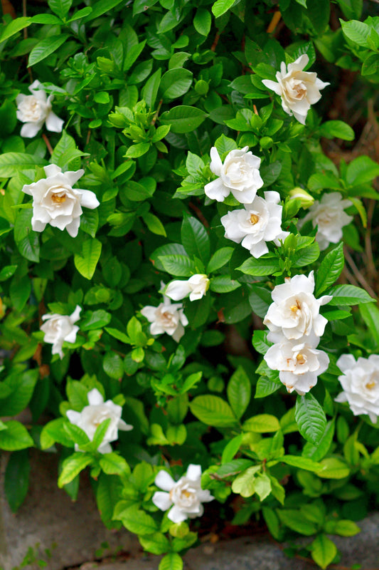  Gardenia Aimee