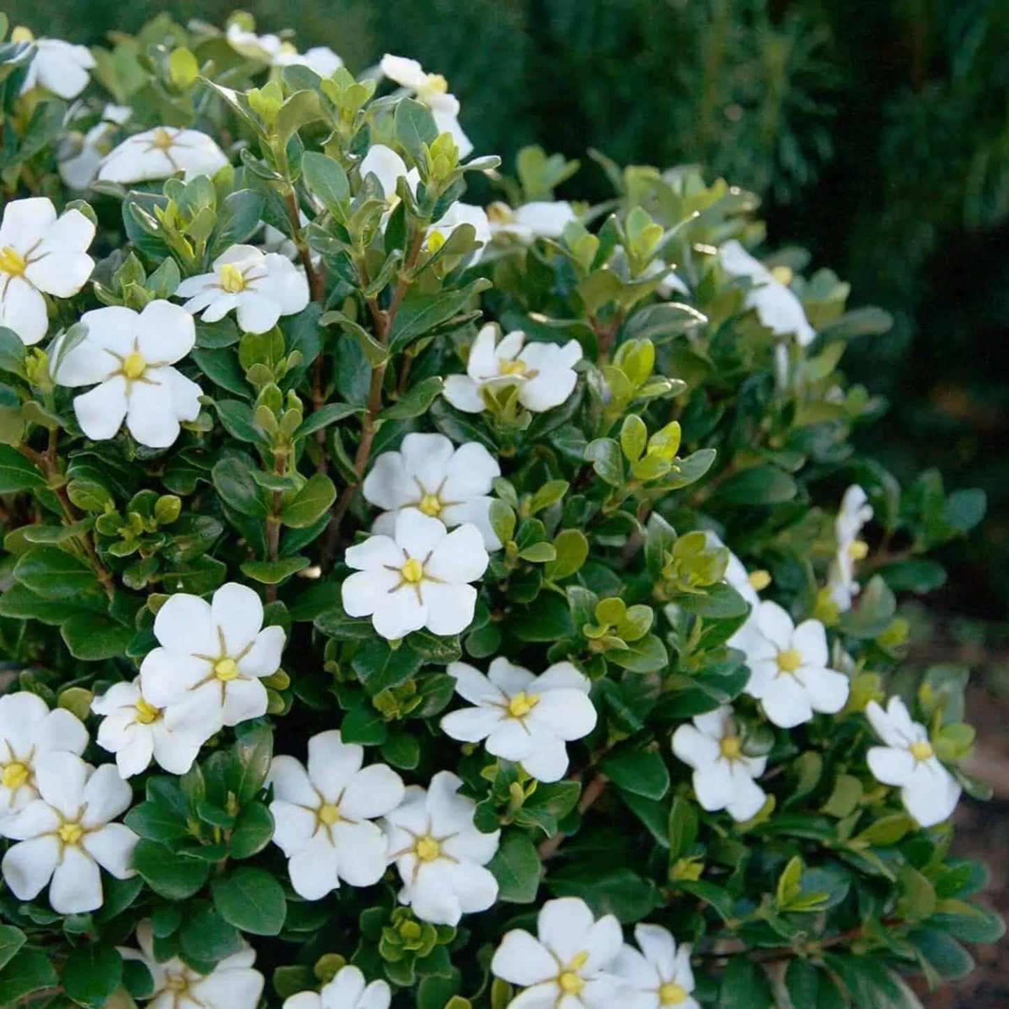  ScentAmazing® Gardenia