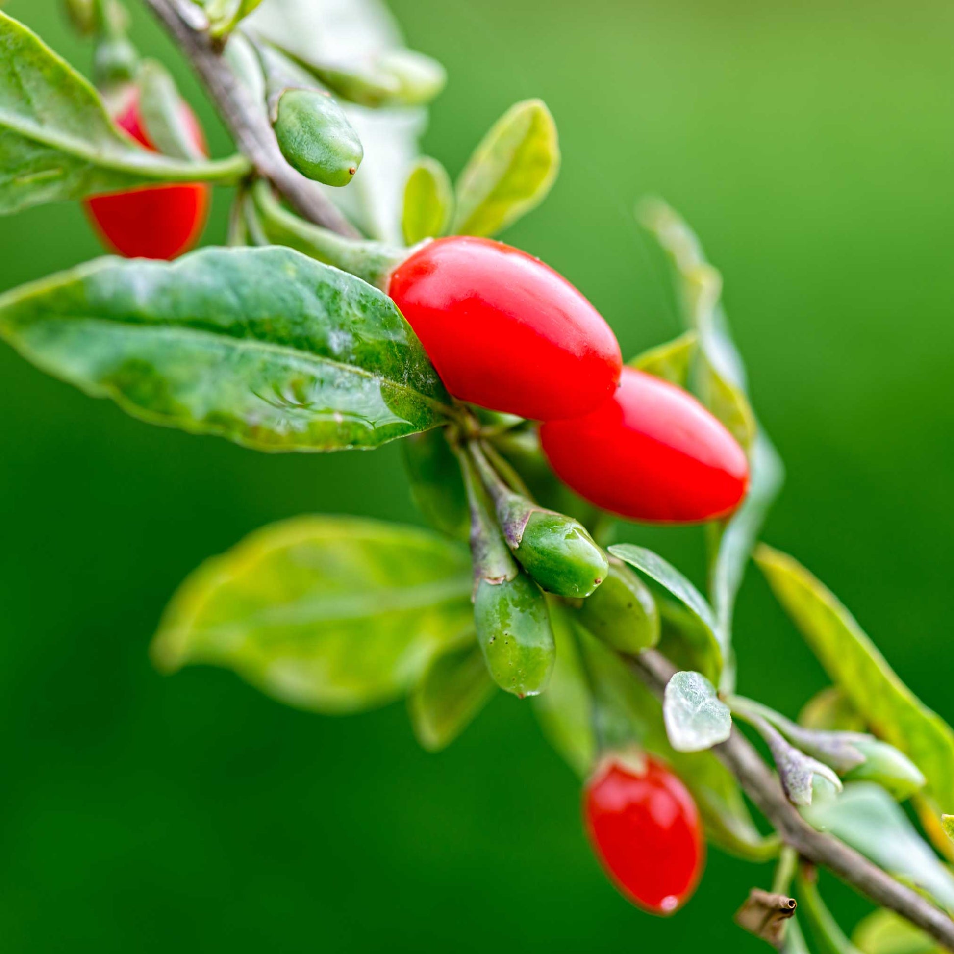  Goji Berry