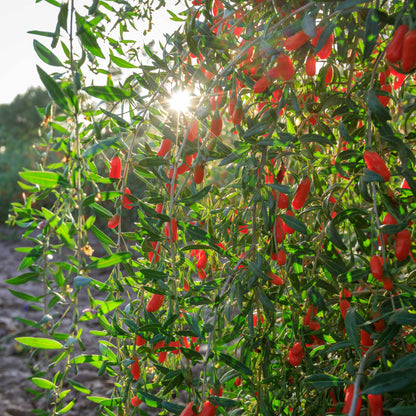  Goji Berry