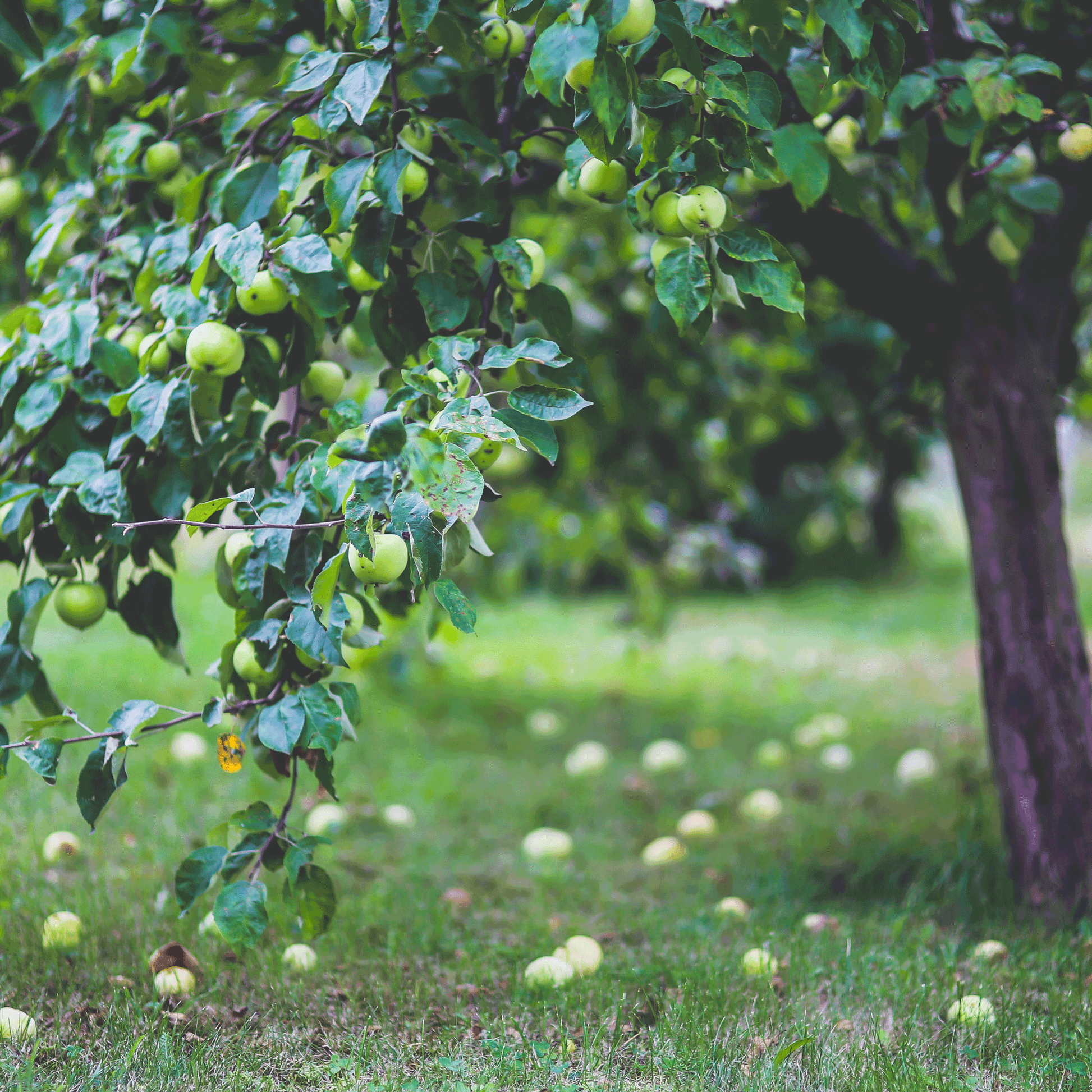  Apple Orchard