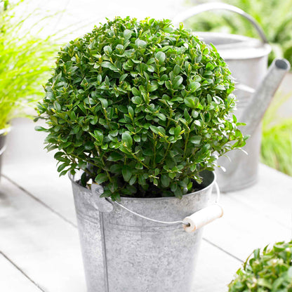  Green Mountain Topiary Boxwood (Ball)