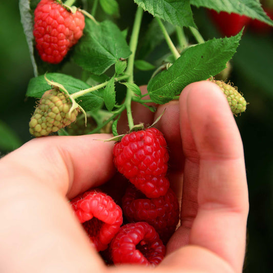  Heritage Raspberry