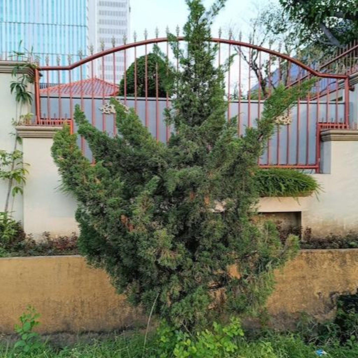  Hollywood Juniper Tree
