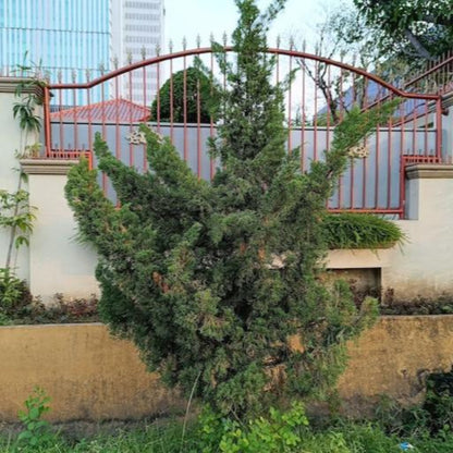  Hollywood Juniper Tree