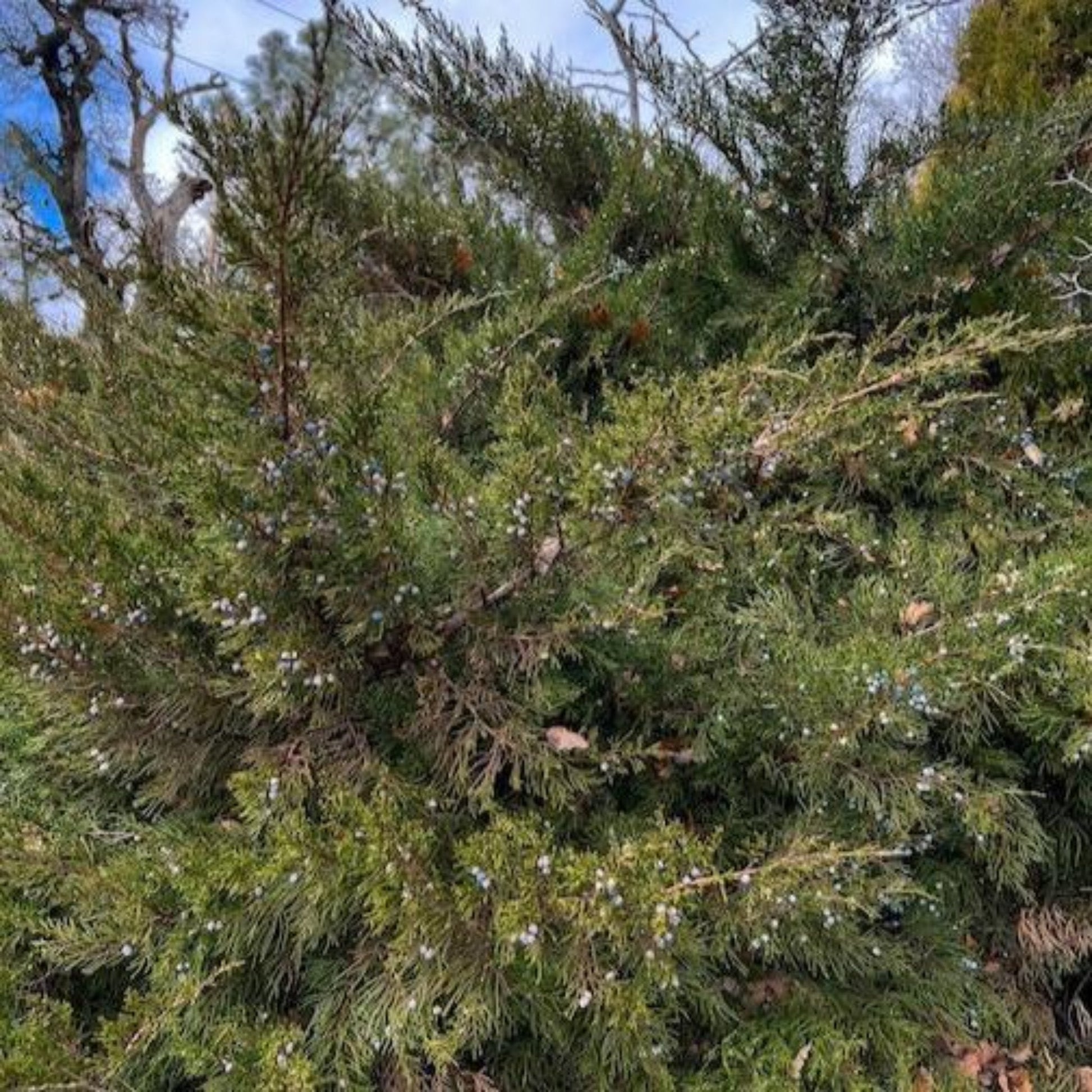  Hollywood Juniper Tree