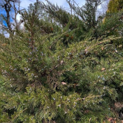  Hollywood Juniper Tree
