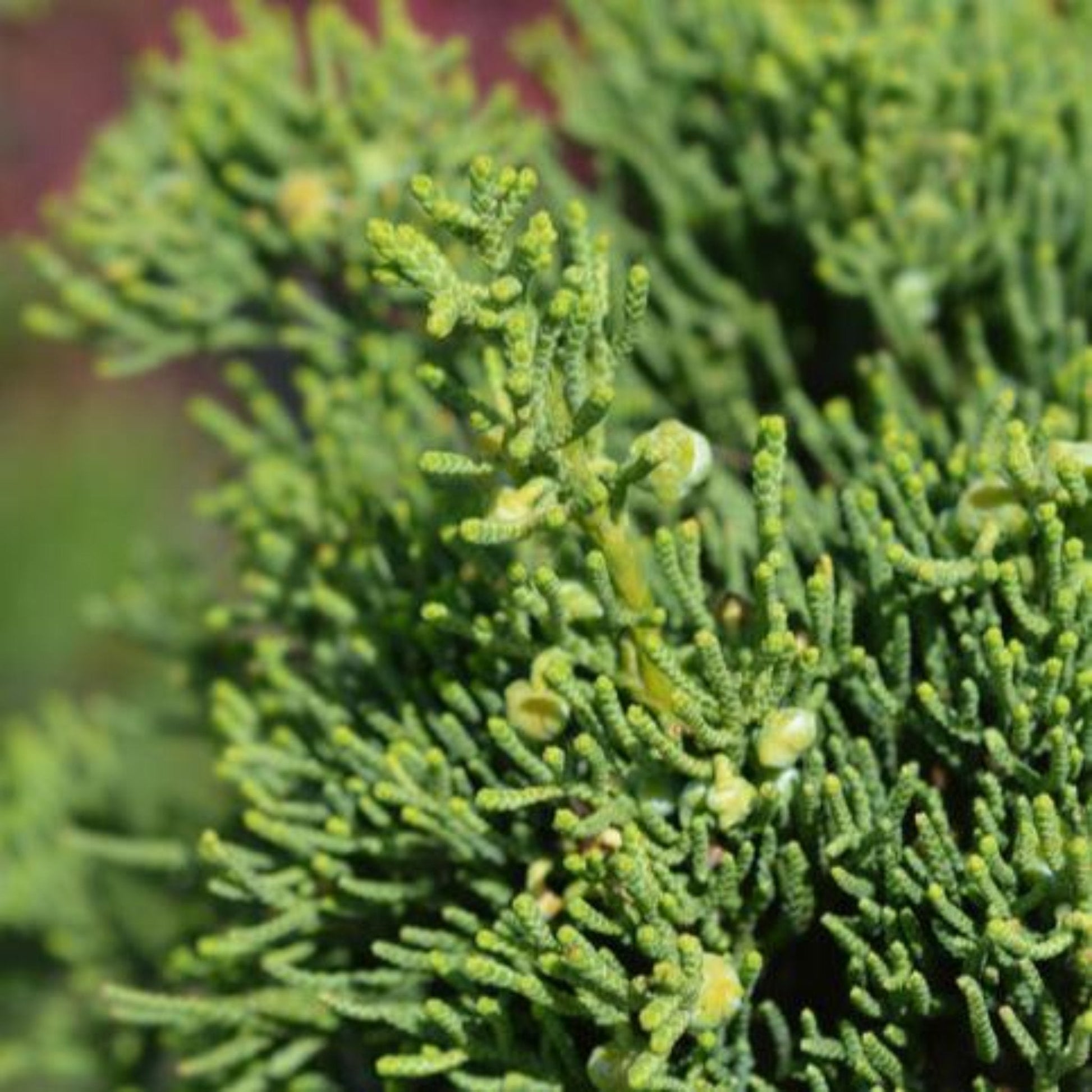  Hollywood Juniper Tree