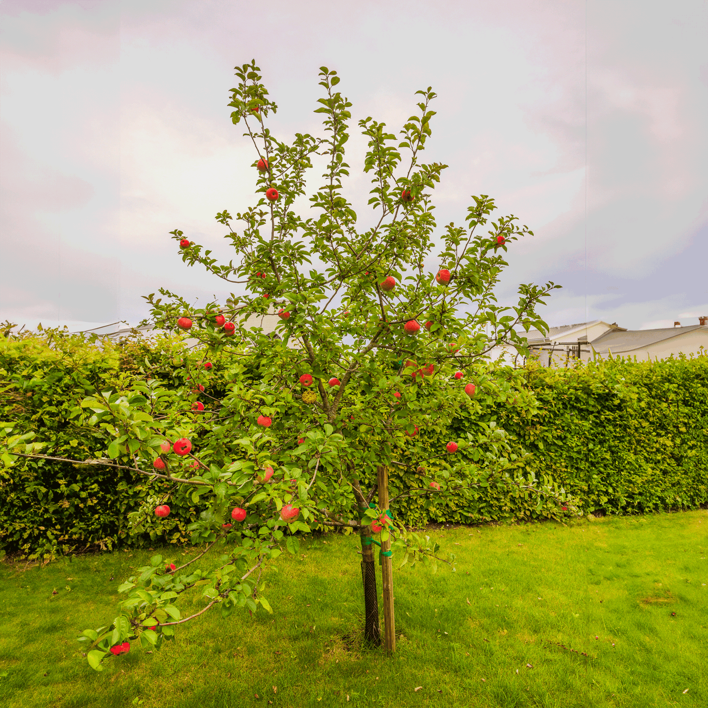  Apple Orchard