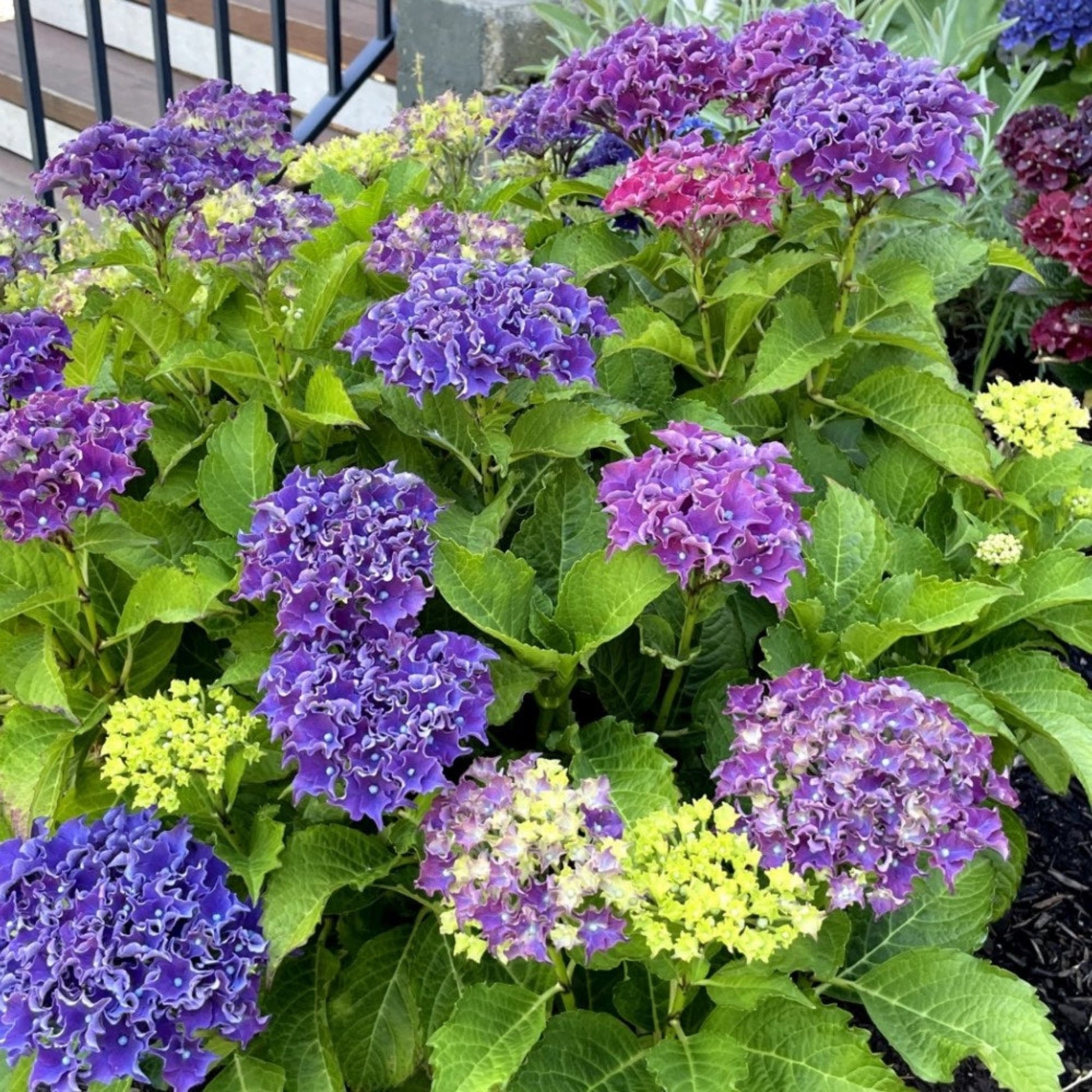  Frill Ride™ Hydrangea