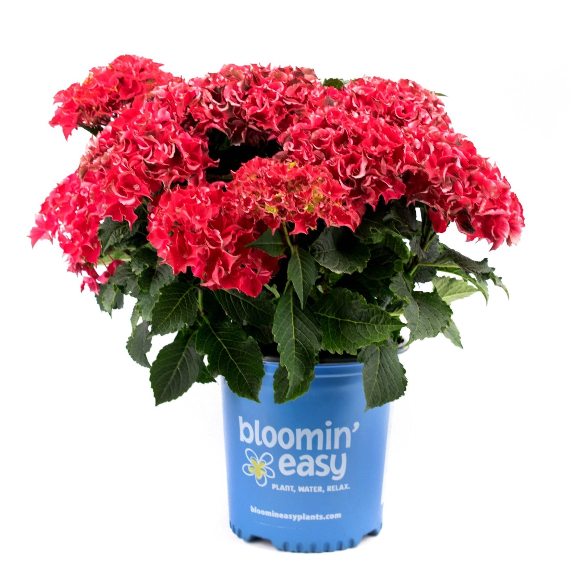  Frill Ride™ Hydrangea
