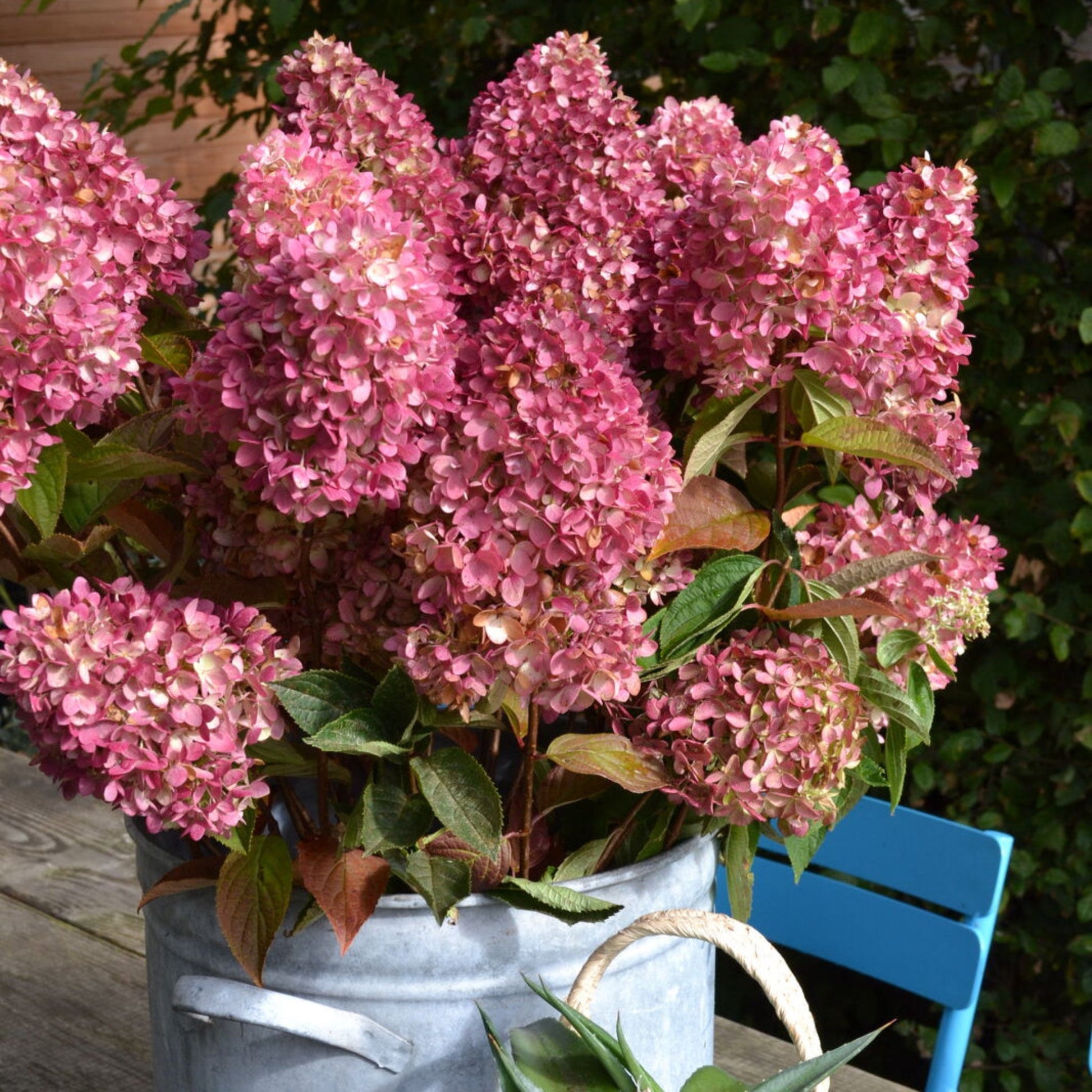  Dragon Baby™ Hydrangea