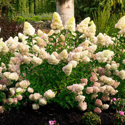  Dragon Baby™ Hydrangea