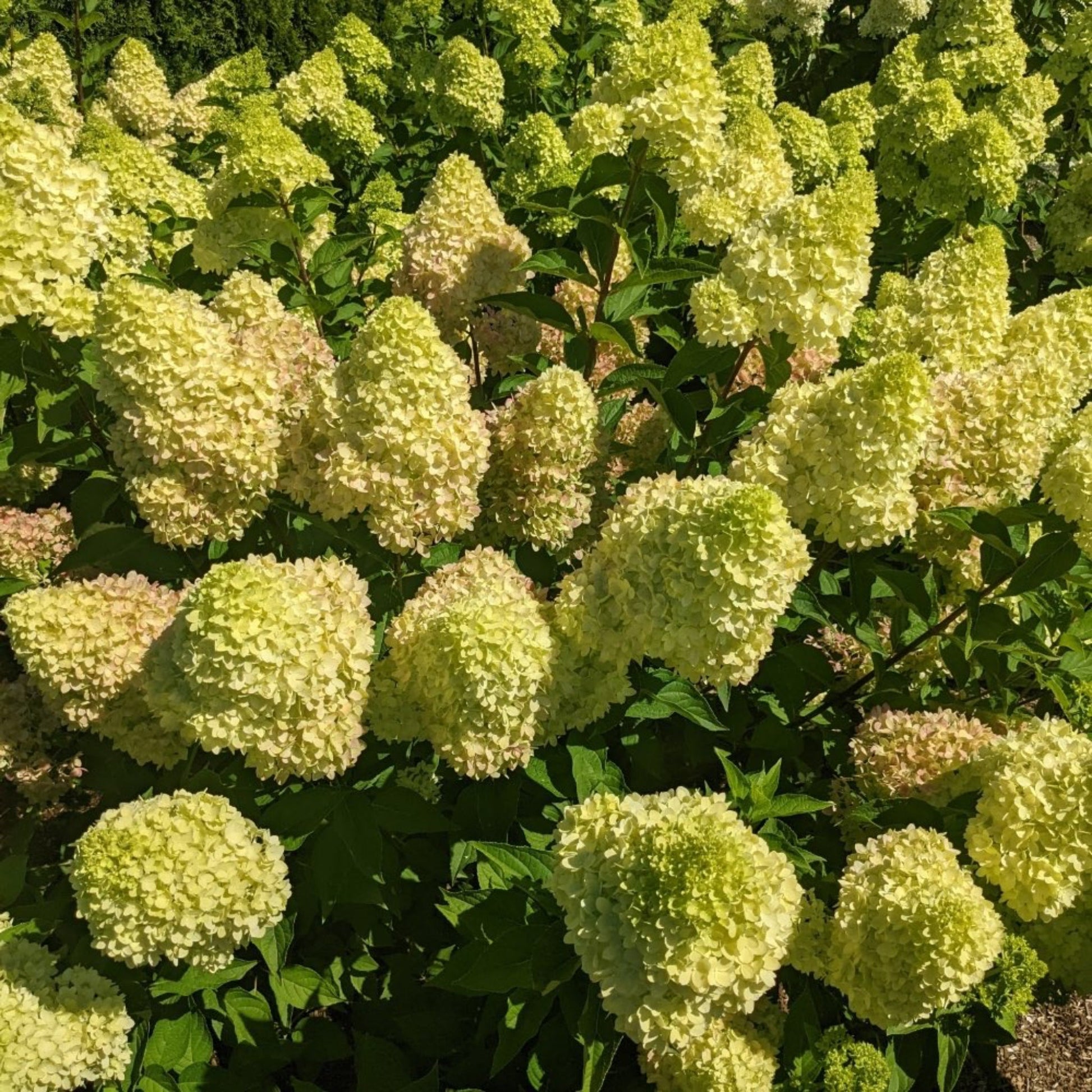  Dragon Baby™ Hydrangea