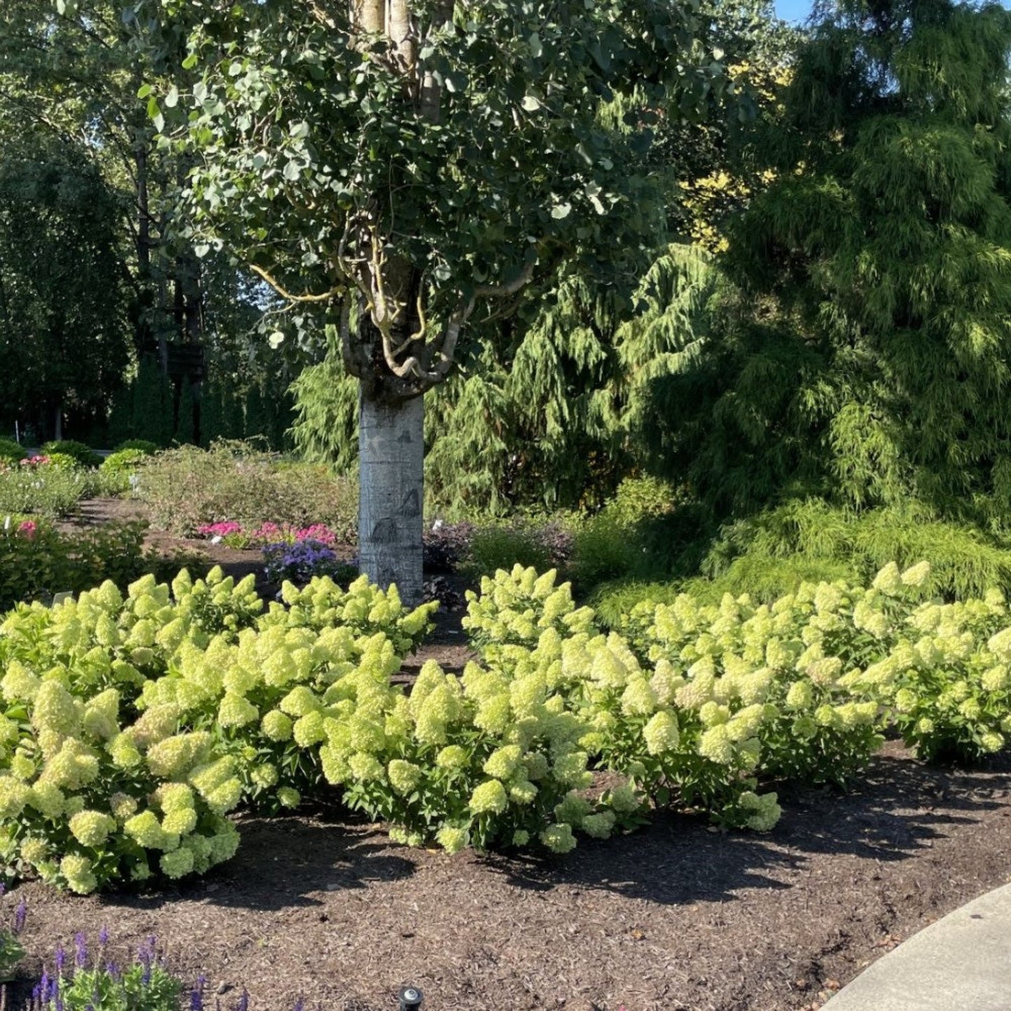  Dragon Baby™ Hydrangea