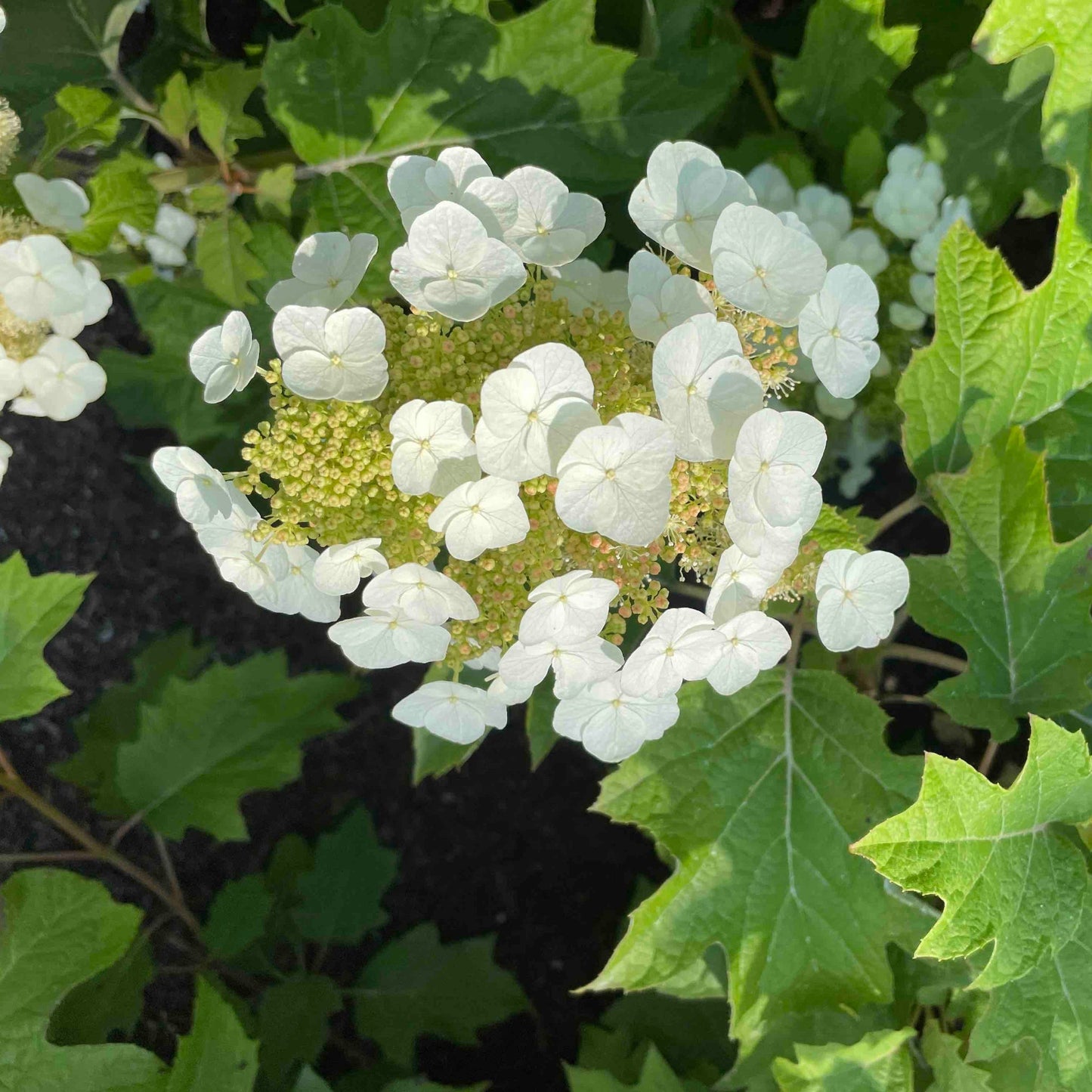  Toy Soldier™ Hydrangea